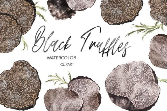Black Truffle Watercolor Clipart & Illustrations