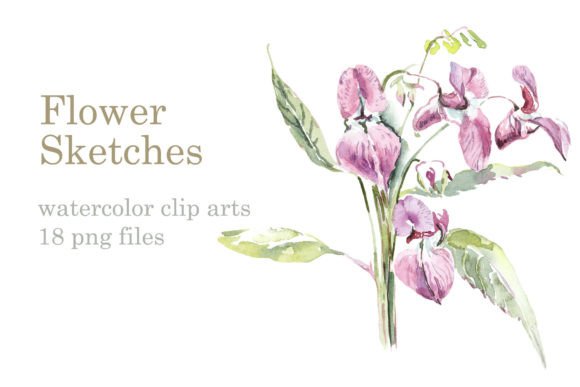 Watercolor Flower Sketches Illustrations for Branding & Marketing