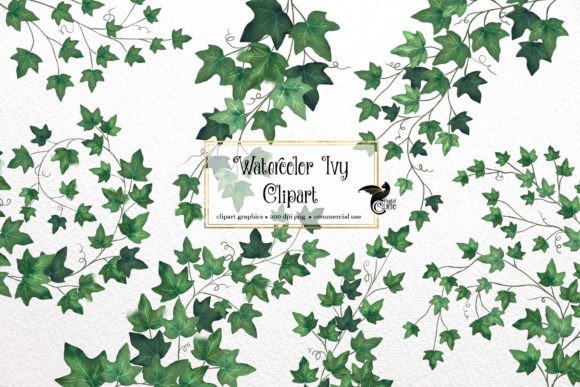 Watercolor Ivy Clipart: Fresh Illustrations